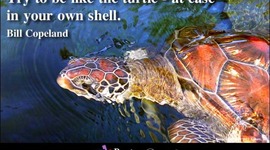 Timeline: My sweet old timeline