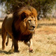 Male lion