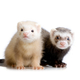 Ferret use this one