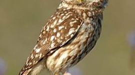 Timeline: The Life Cycle of an Owl