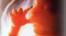 Timeline: Prenatal and Pregnancy Development