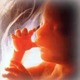 Baby in womb