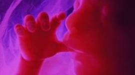 Timeline: Preganancy and Prenatal Development