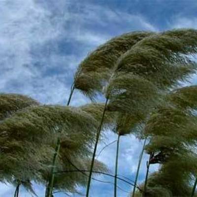 Timeline: Wind Speed