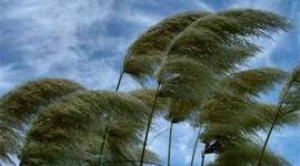 Timeline: Wind Speed