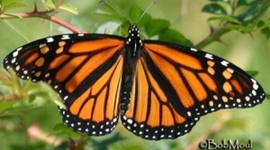 Timeline: Life Cycle of a Butterfly