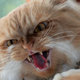 Istock angrycat425x282