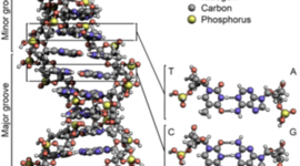 Timeline: The History of D.N.A