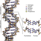 Dna