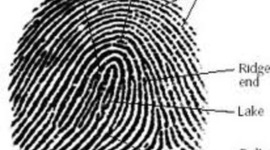 Timeline: The History Of Fingerprinting- Forensic Chemistry