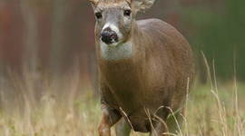 Timeline: My goal is to bag a big buck by saving money to go over to the hunting land more within the next 3 months