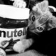 Cats and nutella