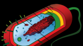 Timeline: Cell Theory