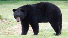 Timeline: Pay for Bear Rug by may 3rd 2013