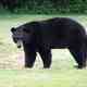 Black bear returning