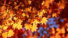 Timeline: Sue's life