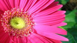 Timeline: Kenna's Life Line