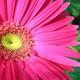 Rich pink daisy flower pics