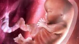 Timeline: Pregnancy and Prenatle developement.