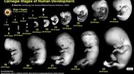 Timeline: Prenatal Development