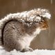 Squirrel snow storm 47916 600x450
