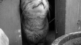 Timeline: Personal Stress Management Plan