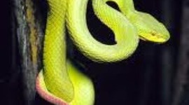 Timeline: Lepidosauria