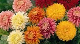 Timeline: Chrysanthemum