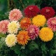 Chrysanthemum