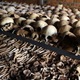 Un transfers genocide case former rwandan mayor local authorities