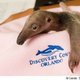 Baby anteater  )