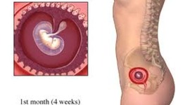 Timeline: Parenting & Prenatal Devlopment