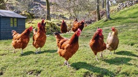 Timeline: My U.S. HIstory TimeLine