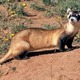 Black footed ferret 1