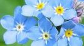 Timeline: Marilyn Quiñones Robles, Week 03, Timeline