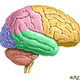 Brain