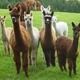 Llama land