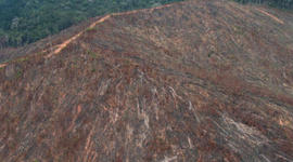 Timeline: Desmatamento no Rio Grande do Sul