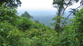 Timeline: A evolução do desmatamento na região Gaúcha