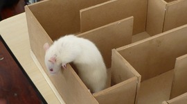 Timeline: UNIDAD 3- DE LA PSICOLOGÍA EXPERIMENTAL A LA TRADICIÓN DEPENSAMIENTO CONDUCTISTA