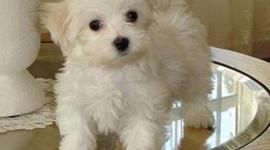 Timeline: Matthew Timeline