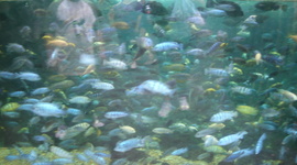 Timeline: Sonia's Language Timeline