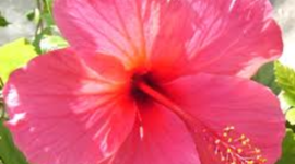 Timeline: jeeninga faith time line