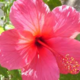 Hawiian flower