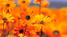 Timeline: My language ability