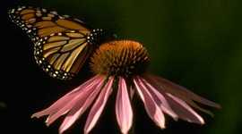 Timeline: Development of my Language/ Maria Berrios Santiago