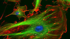 Timeline: History of Microscopes and Cells