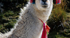 Timeline: African-American Civil Rights in America