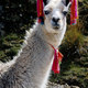 Funny llama