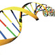 Dna genes